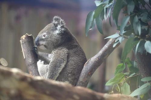 娱乐吃瓜酱考拉打架,娱乐吃瓜酱背后的神秘冲突揭秘