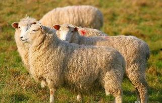 娱乐吃瓜酱羊羊,羊羊酱带你领略娱乐圈风云变幻