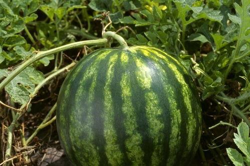 今日吃瓜每日更新反差,反差萌事，笑料连连