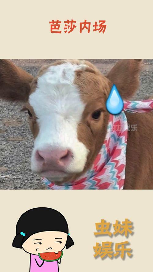 娱乐吃瓜酱幼崽