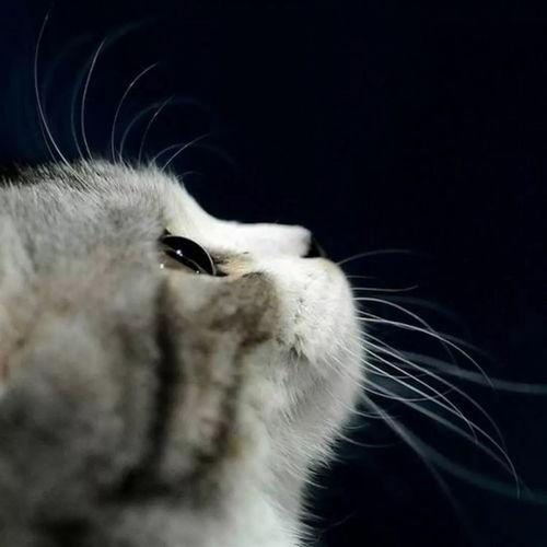 娱乐吃瓜猫张一张