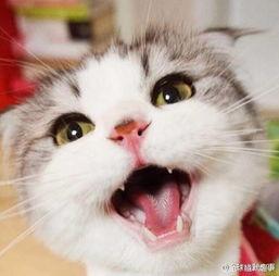 娱乐吃瓜猫张一张